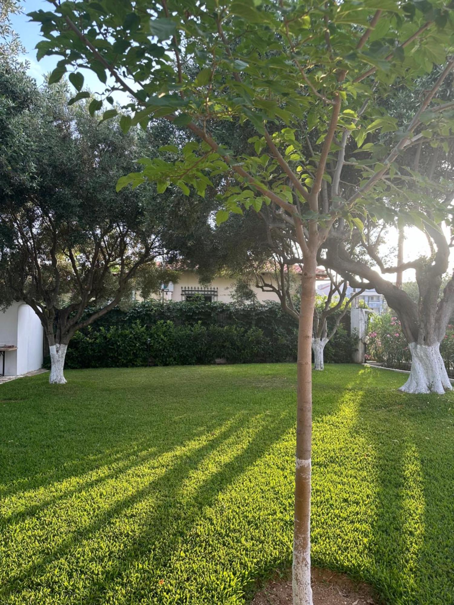Olive Treehouse