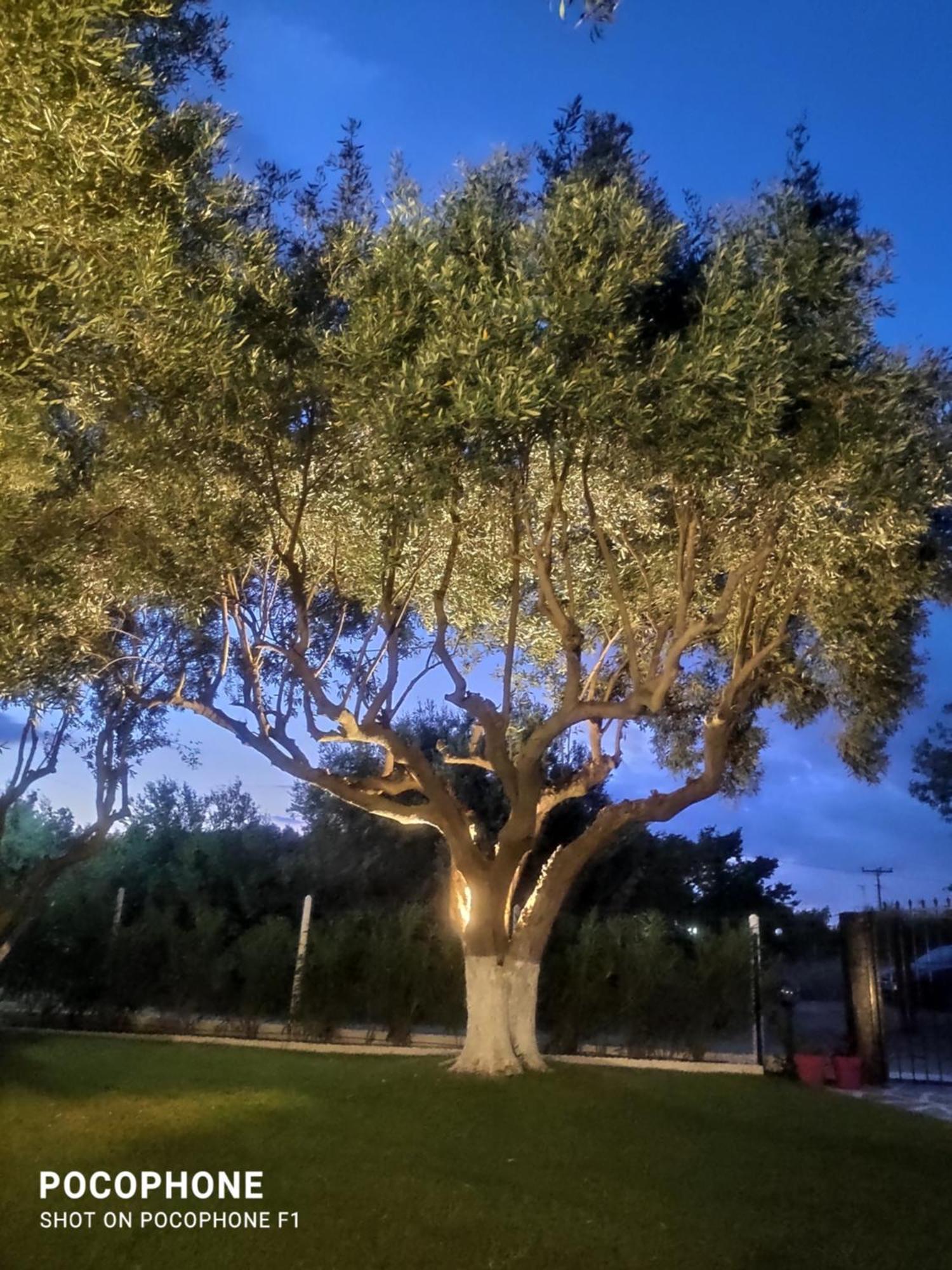 Olive Treehouse