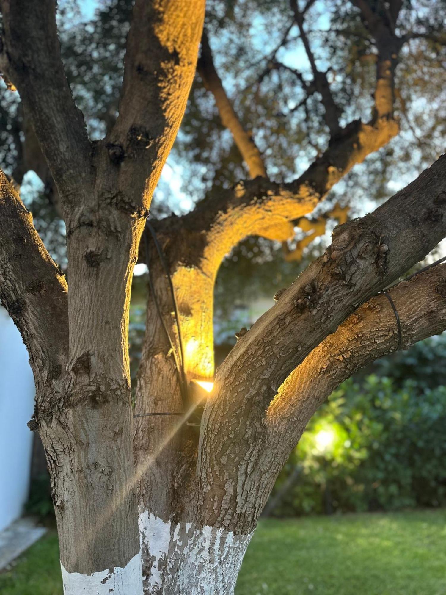 Olive Treehouse Prázdninový dům